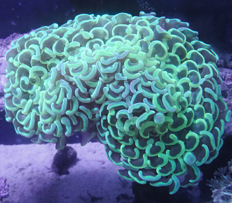 No3　ナガレハナサンゴ　グリーン（サイズ約11センチ程です）※北海道・中国・四国・九州・沖縄・離島は販売出来かねます