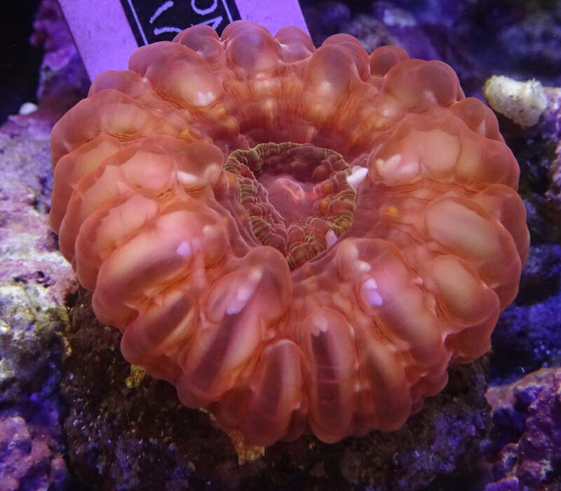 （サンゴ）No1　コハナガタサンゴ　レッド　（サイズ約4センチ程です）※北海道・中国・四国・九州・沖縄・離島は販売出来かねます