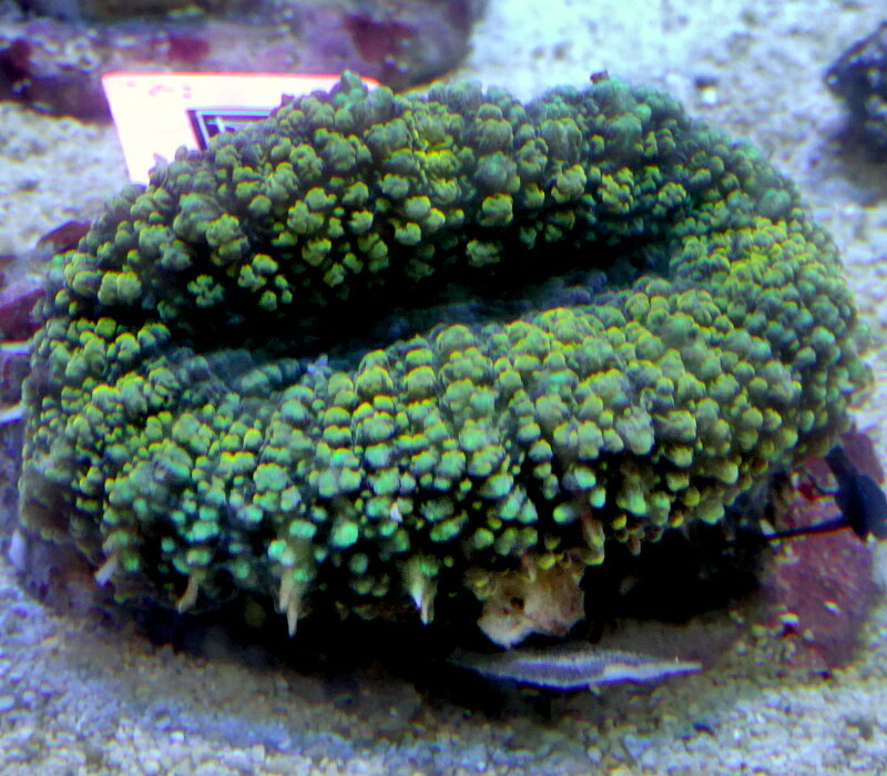 パラオハナガタサンゴ No4 5cm （北海道・中国・四国・九州・沖縄・離島は販売出来かねます）