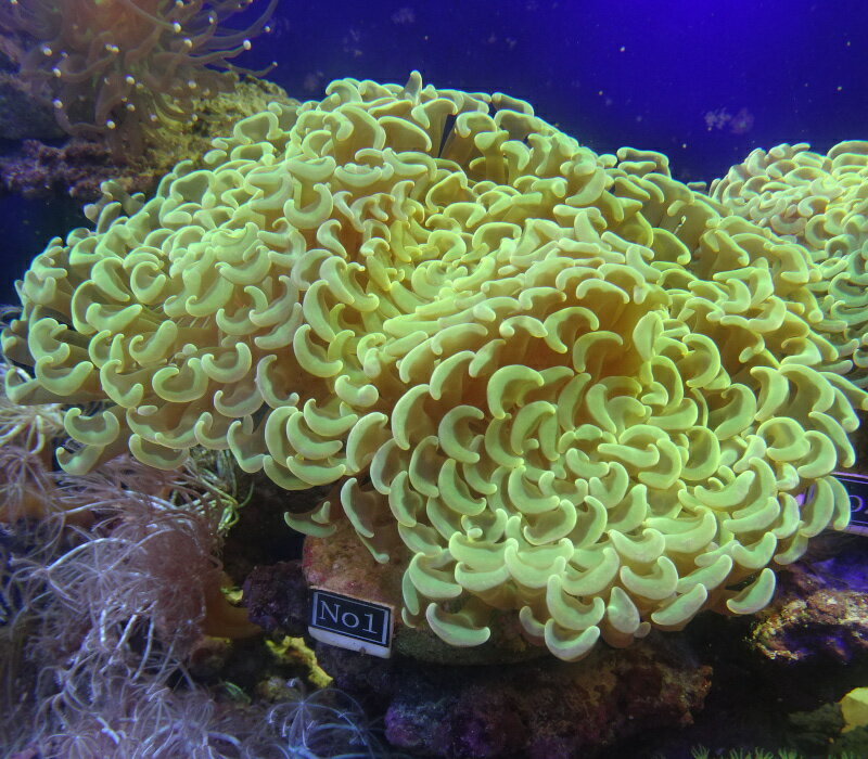 （サンゴ）ナガレハナサンゴ　イエローグリーン　No1（サイズ約15センチ程です）※北海道・中国・四国・九州・沖縄・離島は販売出来かねます
