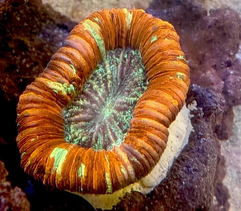 オオバナサンゴ マルチカラー No5 8cm※北海道・中国・四国・九州・沖縄・離島は販売出来かねます