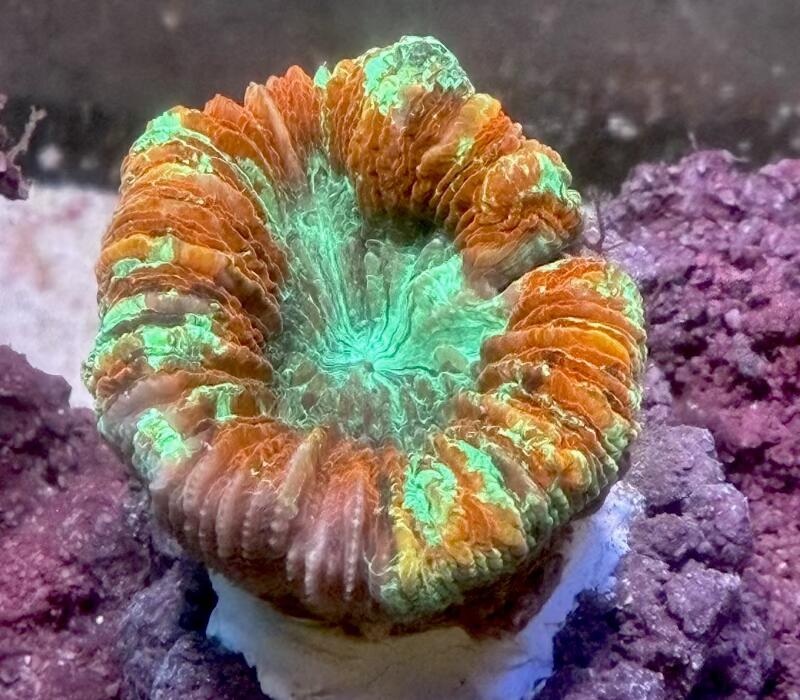 オオバナサンゴ マルチカラー No2 6cm※北海道・中国・四国・九州・沖縄・離島は販売出来かねます
