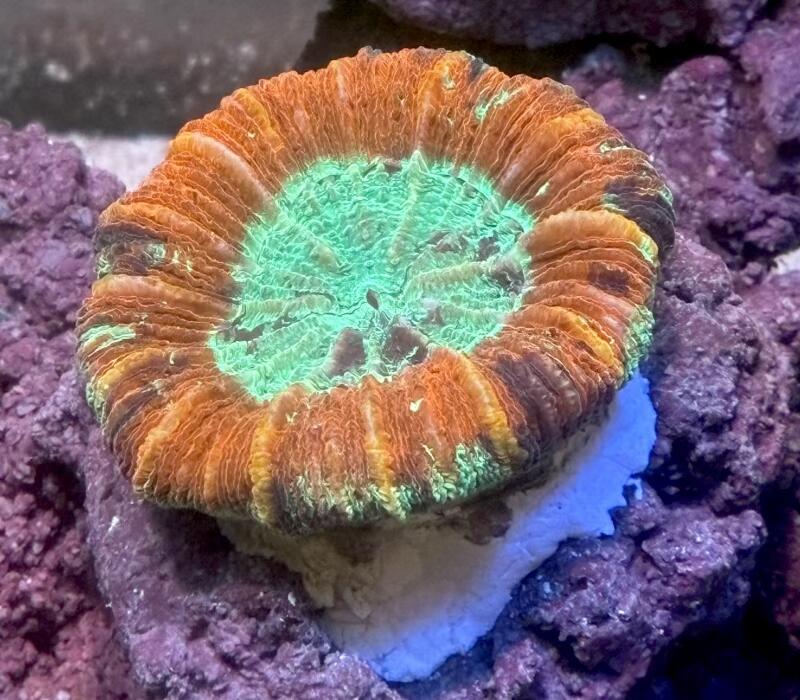 オオバナサンゴ マルチカラー No3 7cm※北海道・中国・四国・九州・沖縄・離島は販売出来かねます