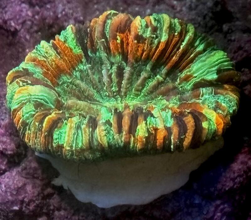 【数量限定】極美 オオバナサンゴ スーパーマルチカラー No2 7cm※北海道・中国・四国・九州・沖縄・離島は販売出来かねます