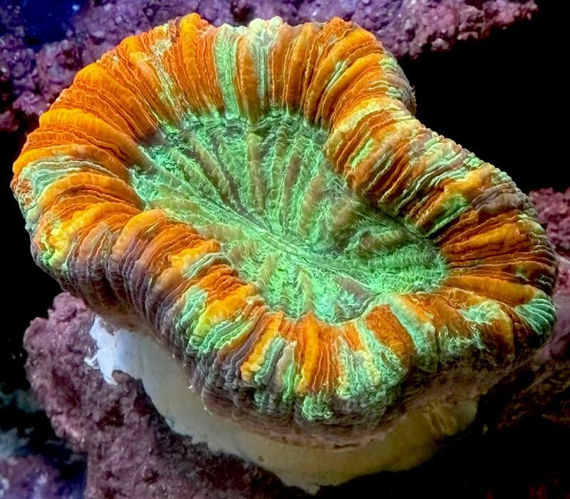【数量限定】極美 オオバナサンゴ スーパーマルチカラー No1 8cm※北海道・中国・四国・九州・沖縄・離島は販売出来かねます
