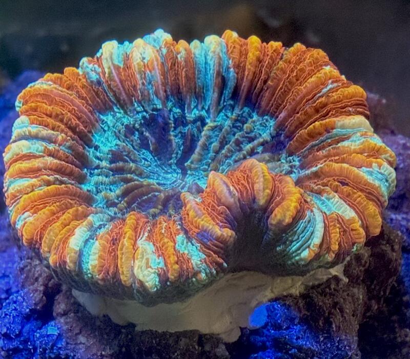 オオバナサンゴ マルチカラー No4 8cm※北海道・中国・四国・九州・沖縄・離島は販売出来かねます