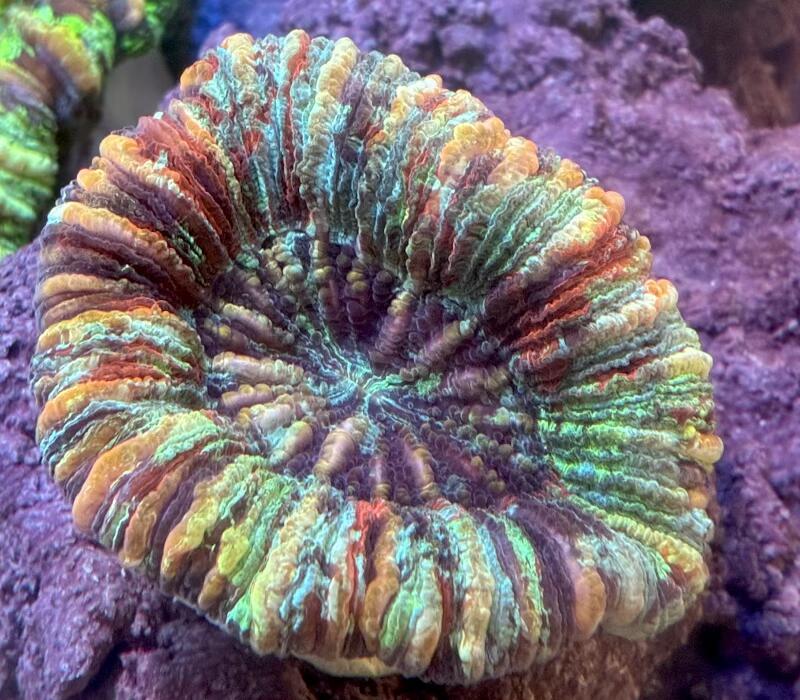 オオバナサンゴ マルチカラー No6 7cm※北海道・中国・四国・九州・沖縄・離島は販売出来かねます