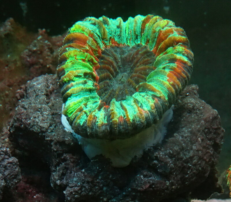 オオバナサンゴ マルチカラー No11 5cm※北海道・中国・四国・九州・沖縄・離島は販売出来かねます