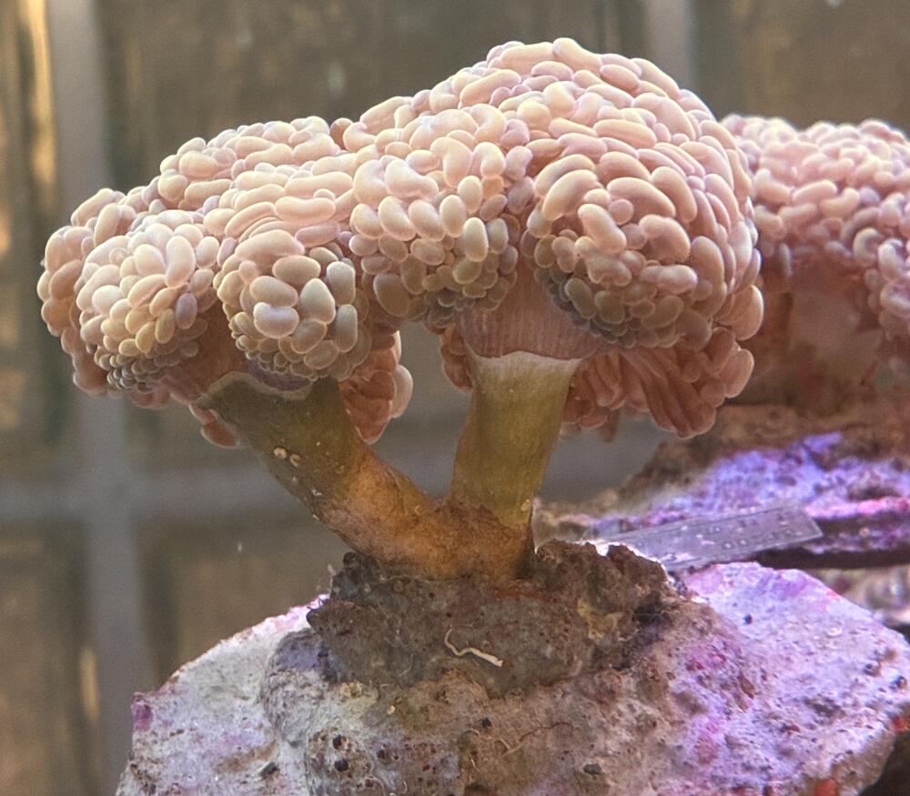 ナガレハナサンゴ ブランチ イエロータイプ No4 5cm （北海道・中国・四国・九州・沖縄・離島は販売出来かねます）