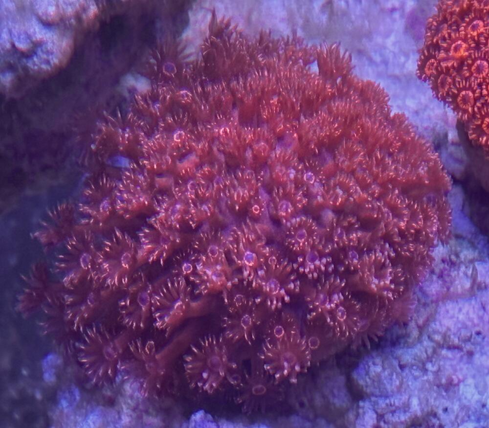 ハナガササンゴ　レッド No3 5cm （北海道・中国・四国・九州・沖縄・離島は販売出来かねます）
