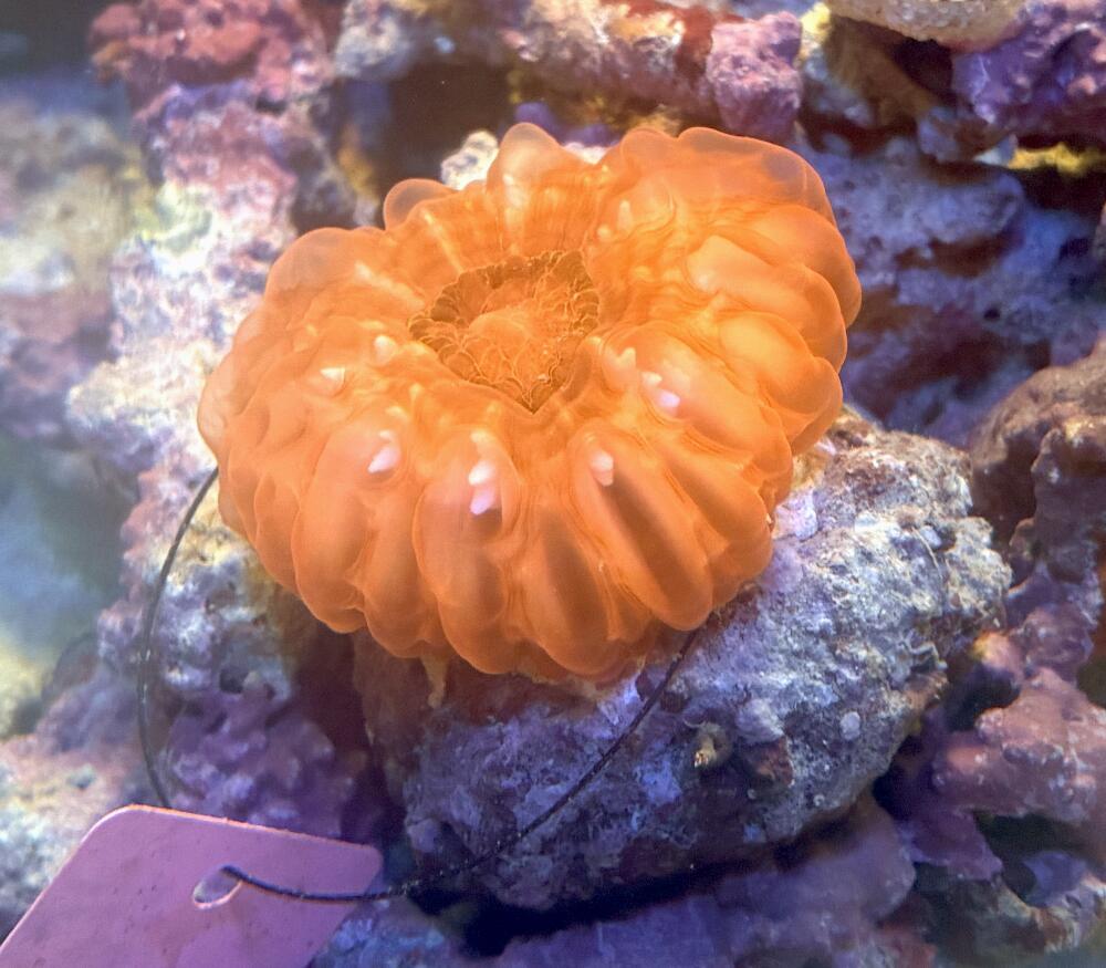 コハナガタサンゴ レッド　No1 4cm※北海道・中国・四国・九州・沖縄・離島は販売出来かねますます