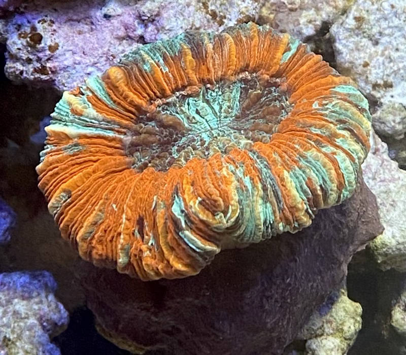 【サンゴ】オオバナサンゴ マルチカラー No7 5cm※北海道・中国・四国・九州・沖縄・離島は販売出来かねます