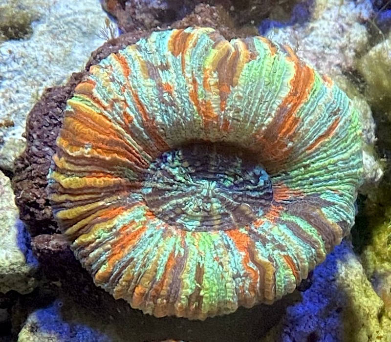【サンゴ】オオバナサンゴ マルチカラー No11 6cm※北海道・中国・四国・九州・沖縄・離島は販売出来かねます