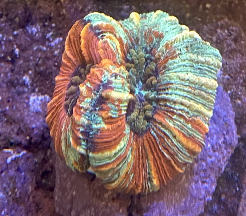 【サンゴ】オオバナサンゴ マルチカラー No1 3cm※北海道・中国・四国・九州・沖縄・離島は販売出来かねます