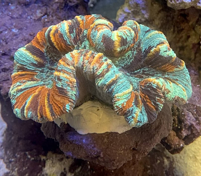 【サンゴ】オオバナサンゴ マルチカラー No2 9cm※北海道・中国・四国・九州・沖縄・離島は販売出来かねます