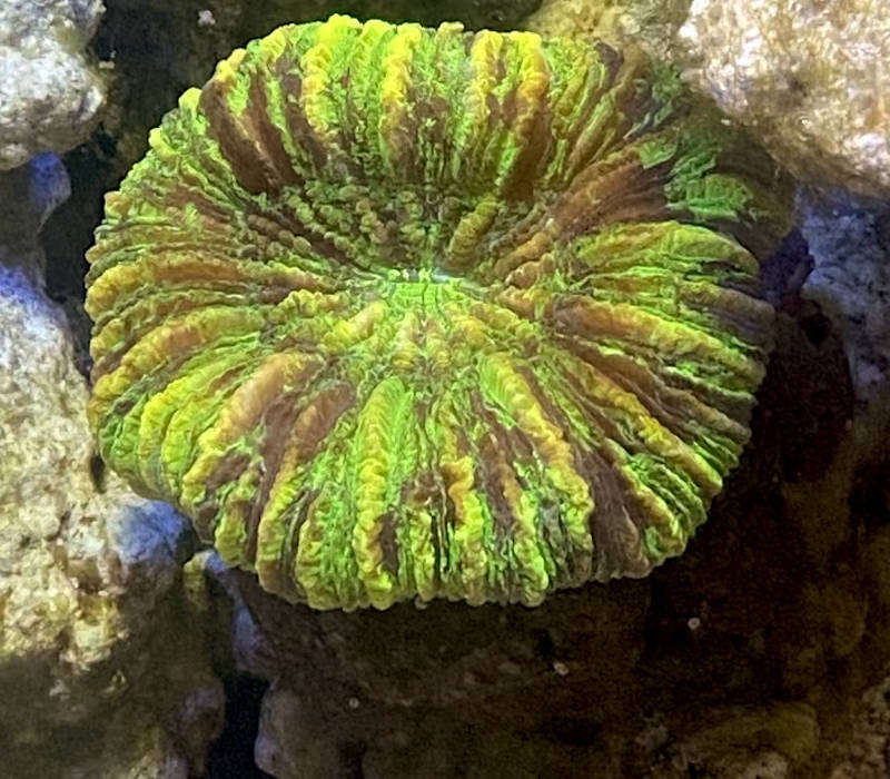 【サンゴ】オオバナサンゴ スーパーグリーン No1 5cm※北海道・中国・四国・九州・沖縄・離島は販売出来かねます