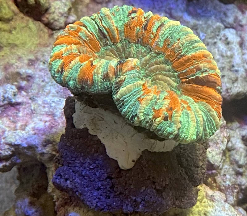 【サンゴ】オオバナサンゴ マルチカラー No3 5cm※北海道・中国・四国・九州・沖縄・離島は販売出来かねます