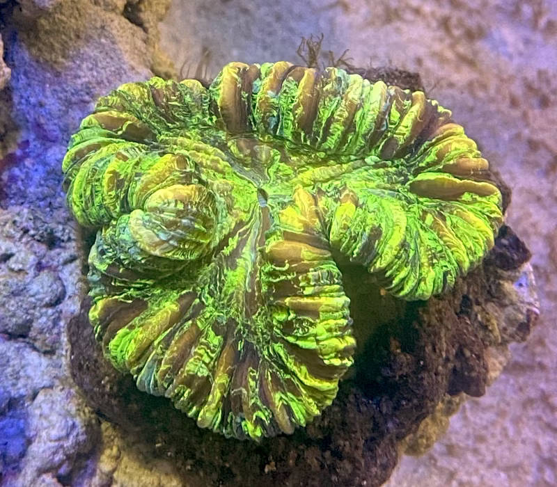 【サンゴ】オオバナサンゴ スーパーグリーン No2 7cm※北海道・中国・四国・九州・沖縄・離島は販売出来かねます