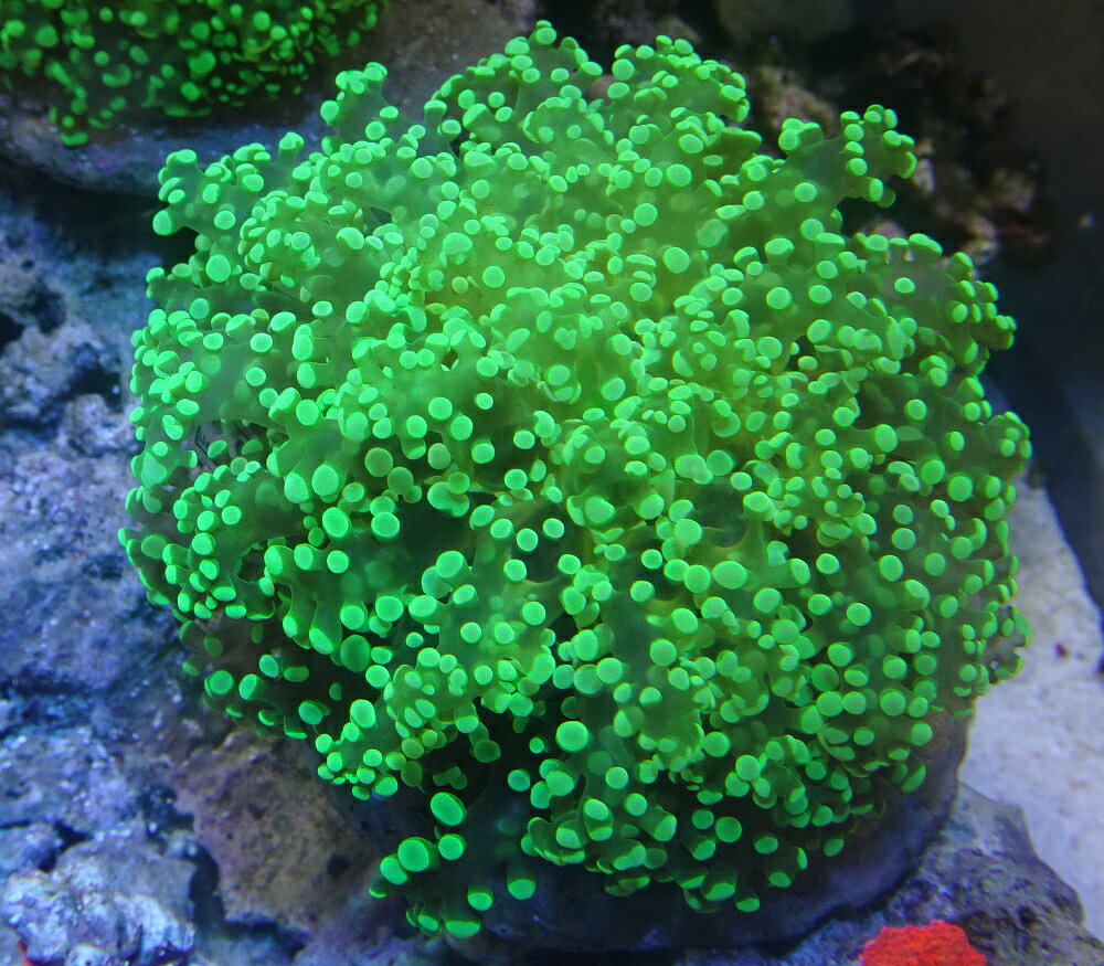 【大特価！】タコアシサンゴ　グリーン No4（ポリプが伸びている状態で9～11cm）※写真は販売生体となります ※北海道・中国・四国・九州・沖縄・離島は販売出来かねます