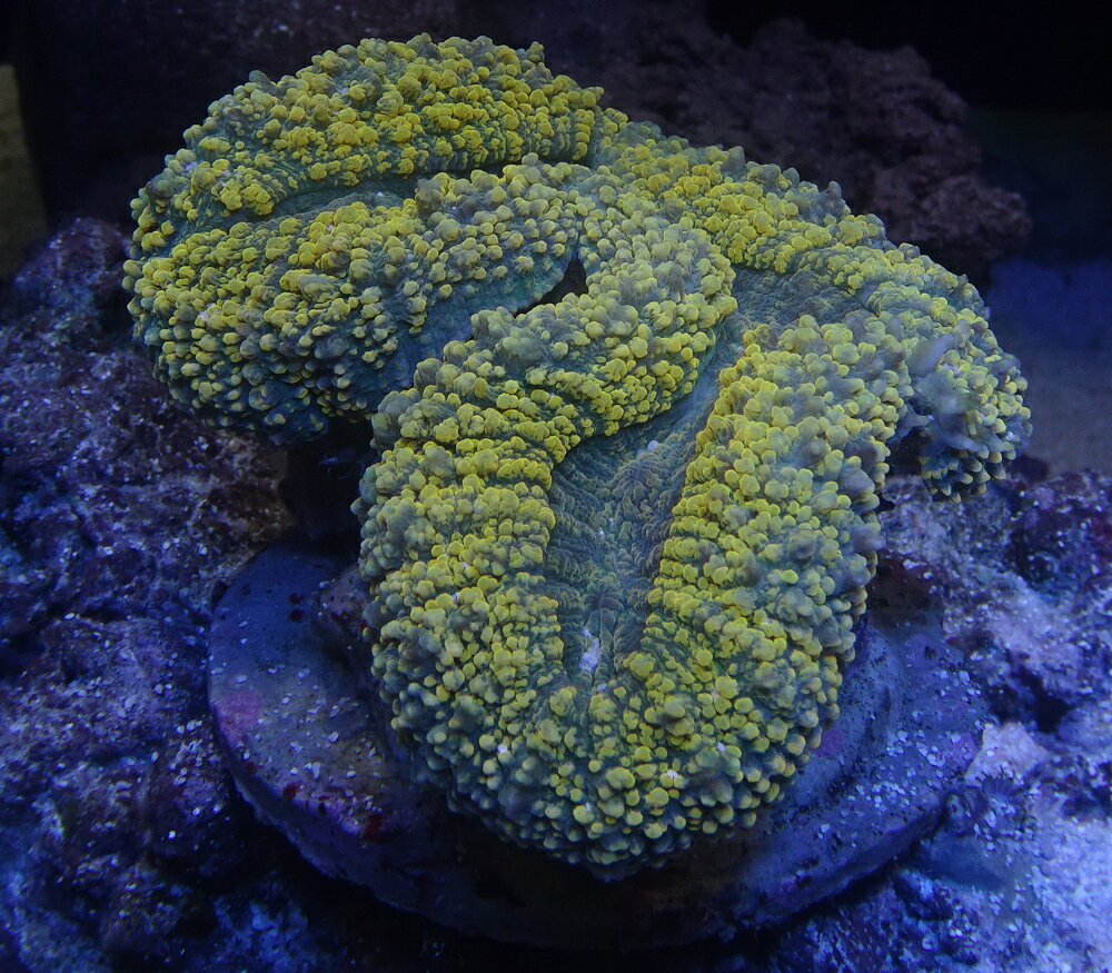 パラオハナガタサンゴ　No3 ※北海道・中国・四国・九州・沖縄・離島は販売出来かねますます