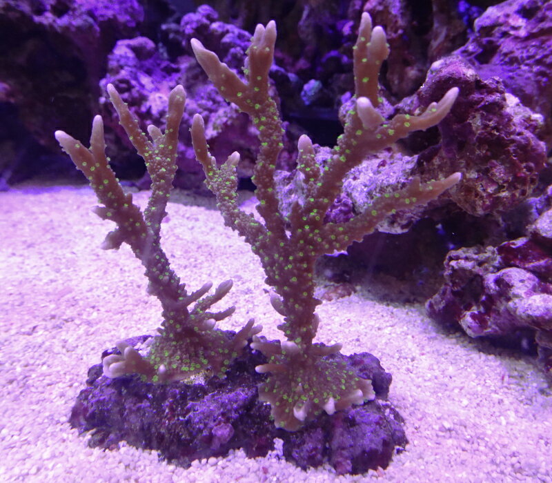 メデューサエダコモンサンゴグリーン（サイズは約8センチ程です）※北海道・中国・四国・九州・沖縄・離島は販売出来かねます