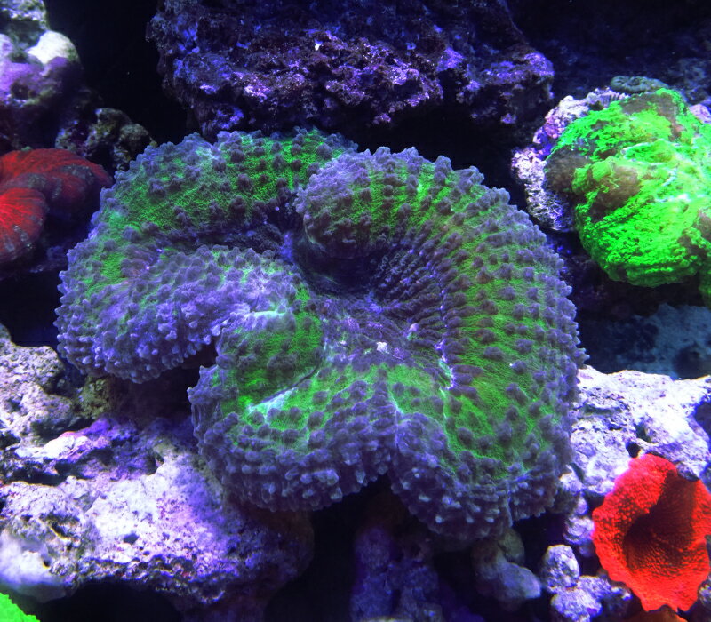 パラオハナガタサンゴグリーン（サイズは約11センチ程です）※北海道・中国・四国・九州・沖縄・離島は販売出来かねます