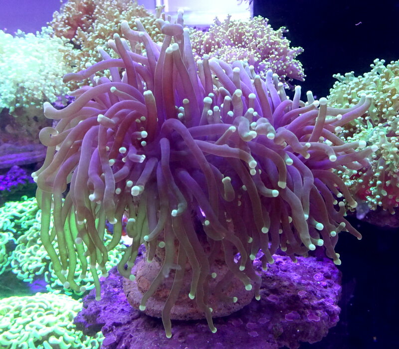 ツツマルハナサンゴ グリーンNO4 （サイズは15センチ程です）※北海道・中国・四国・九州・沖縄・離島は販売出来かねます