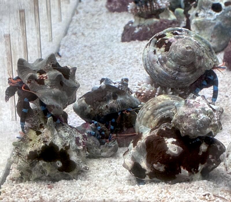 沖縄産 ユビワサンゴヤドカリ 4匹セット約2～4cm ※北海道・中国・四国・九州・沖縄・離島は販売出来かねます