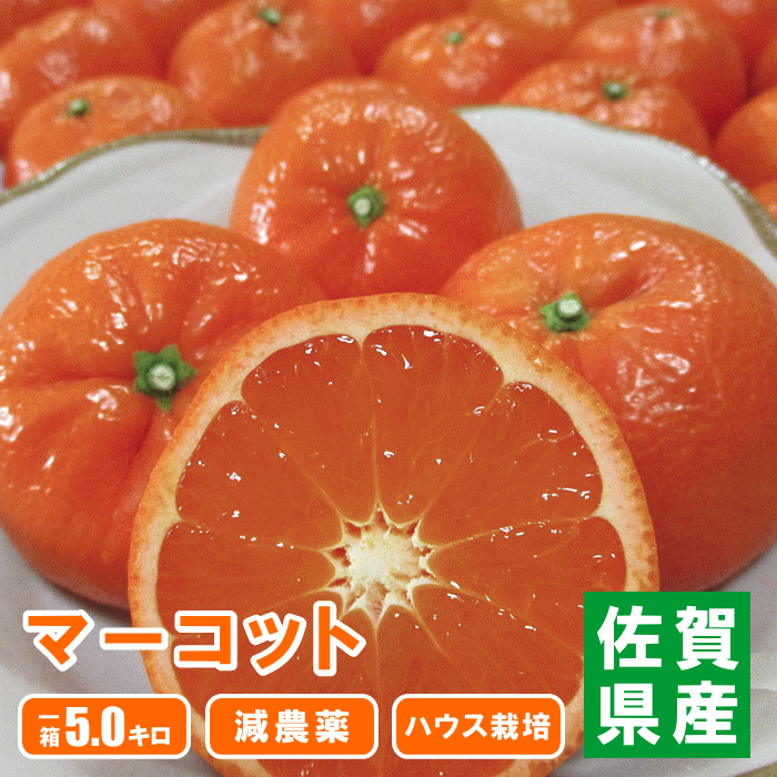 みかん 蜜柑 ミカン マーコット ハウスみかん 減農薬 農家直送 佐賀県産 唐津産【5kg×1箱】のサムネイル