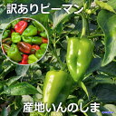 【8月26日火曜日収穫】本日のピ-マン 訳あり ピーマン 限定 野菜 産地 瀬戸内 しまなみ海道 広島県 尾道市 因島 フレッシュ 新鮮 おいしい いんのしま みっくんのピーマン 人気 おすすめ