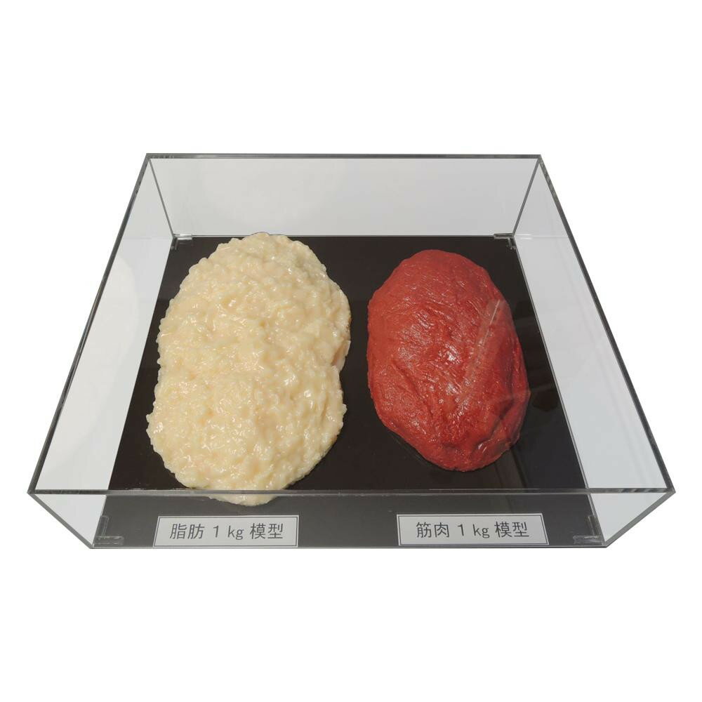 Training Toys - 脂肪/筋肉対比セット(アクリルケース入)1kg IP-982 家具 収納 ラック | 関連単語 スチールラック 壁面収納 隙間収納 パントリーラック 扉付き収納 テレビボード 本棚 引き出し収納 キャビネット ハンガーラック スリムラック ワゴン ランドリーラック マガジンラック