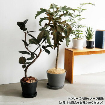 志成販売 エコ素材でできたフラワーポット(LL) グレー 108032GY 調理 料理 キッチン | 関連単語 ネット 缶切り アイス コルク ピーラー 計量 千切り カッター 着火 保存 容器 ビン おろし 絞り タナース プーン おたま ボウル フライパン しゃもじ 袋 パック 食品 [3]