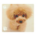 マウスがスムーズ、SmooZoo。 ●動物のかわいい写真を印刷した動物マウスパッドです。 ●表面のドット加工により、ブルーLEDなどの光学式マウスでもレーザー式マウスでもスムーズで正確なマウス操作が可能です。 ● …(2)