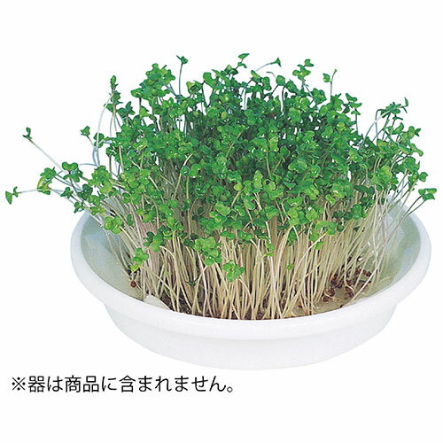 【10個セット】 ARTEC 水耕栽培ユニット ブロッコリースプラウト ATC102969X10