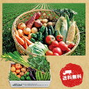 【10/30日限定 ポイント2倍】 【千葉県】千葉県産 旬の有機野菜セットB2152【産直】【代引き不可】【常温】【お取り寄せグルメ】