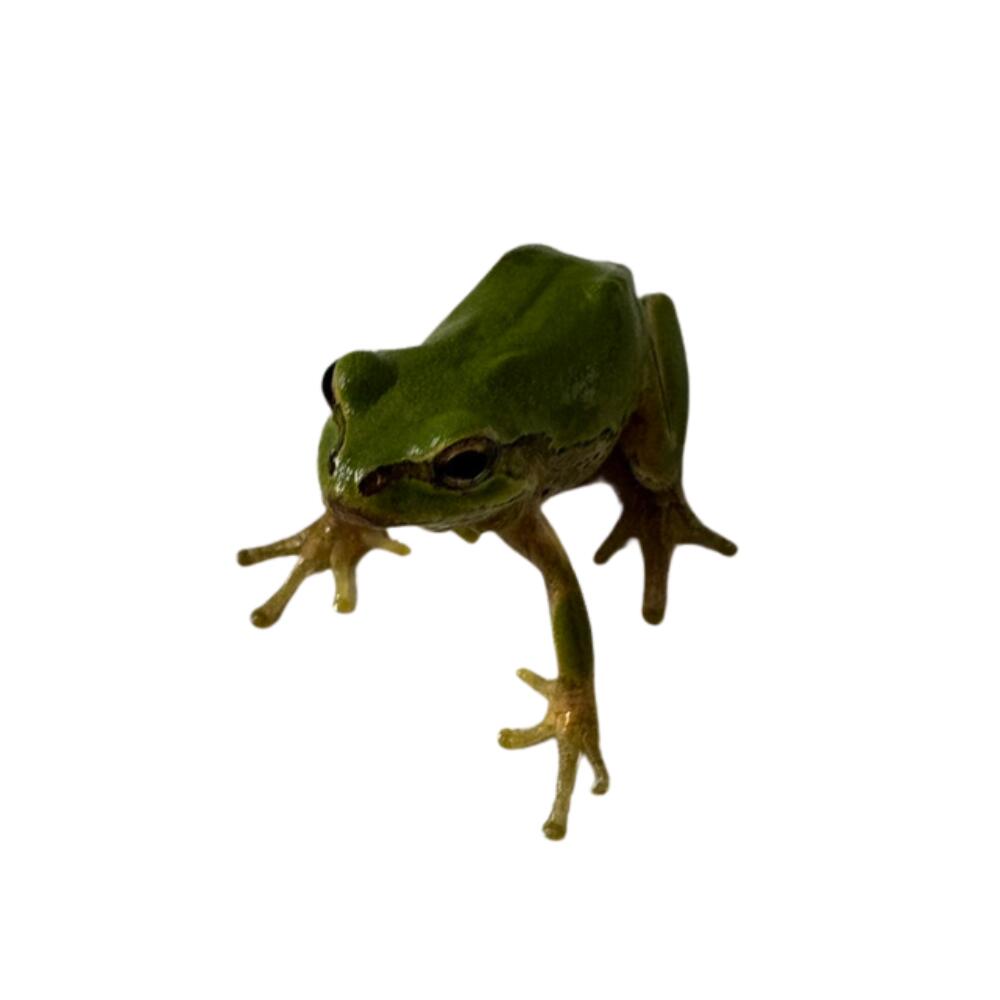 ヒガシニホンアマガエル