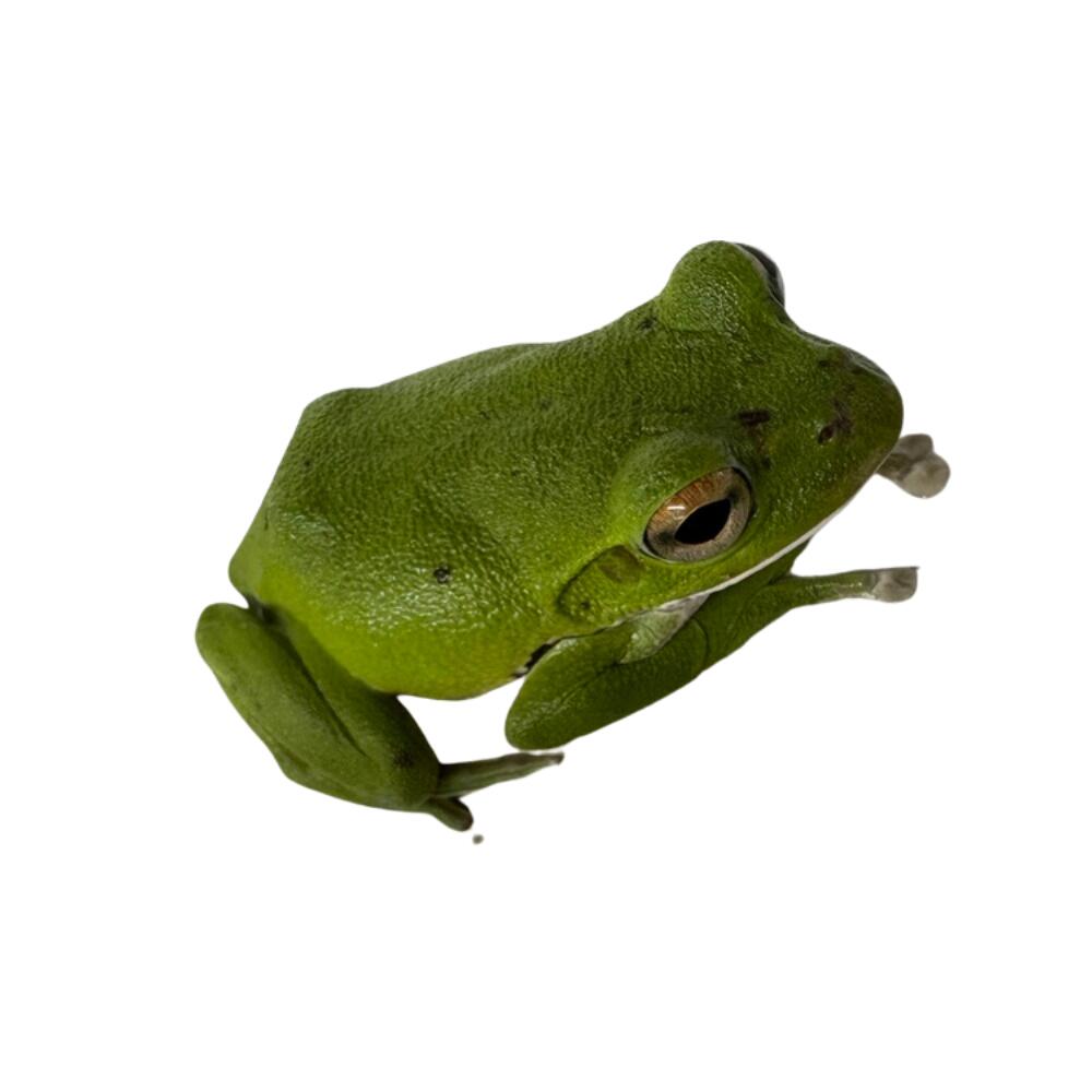 モリアオガエル　ノーマル