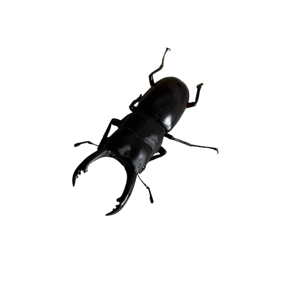 アカアシクワガタ　ペア