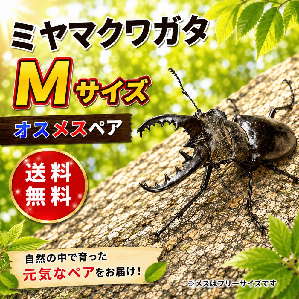 ミヤマクワガタ　Mサイズ　ペア