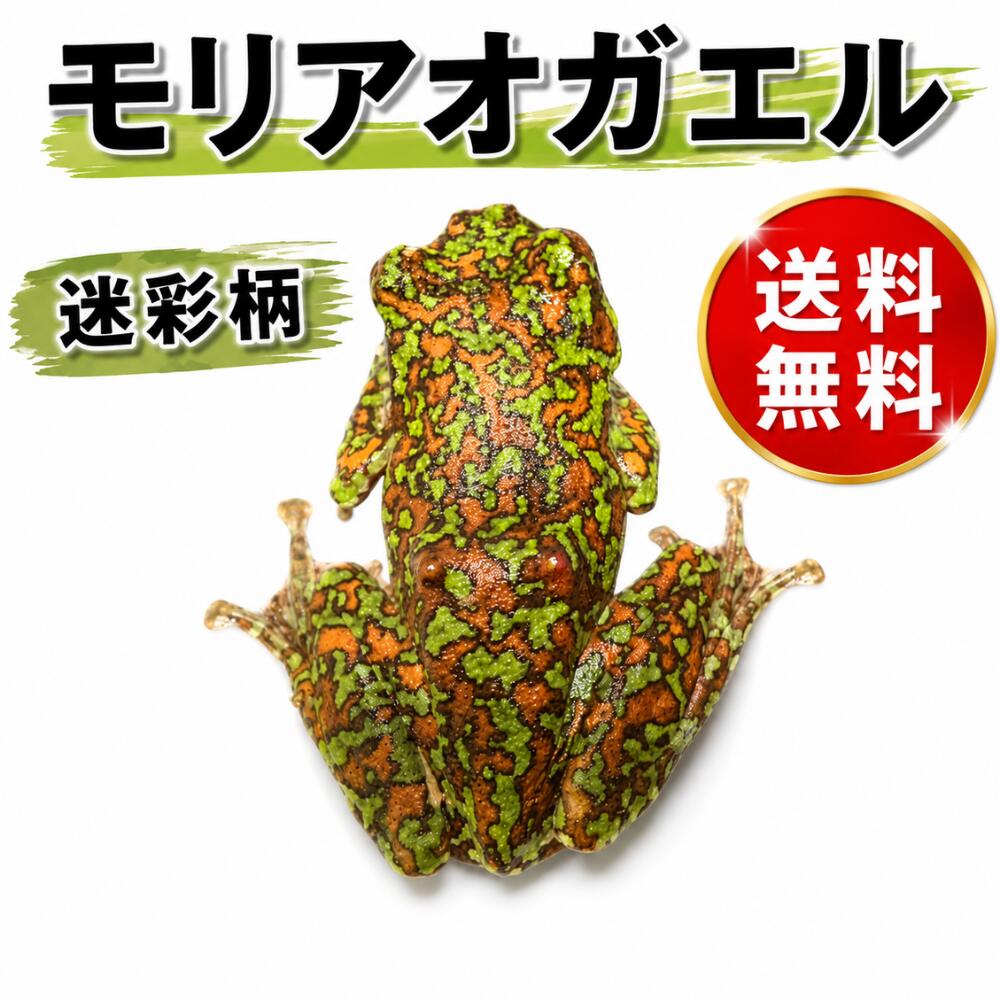 モリアオガエル　迷彩