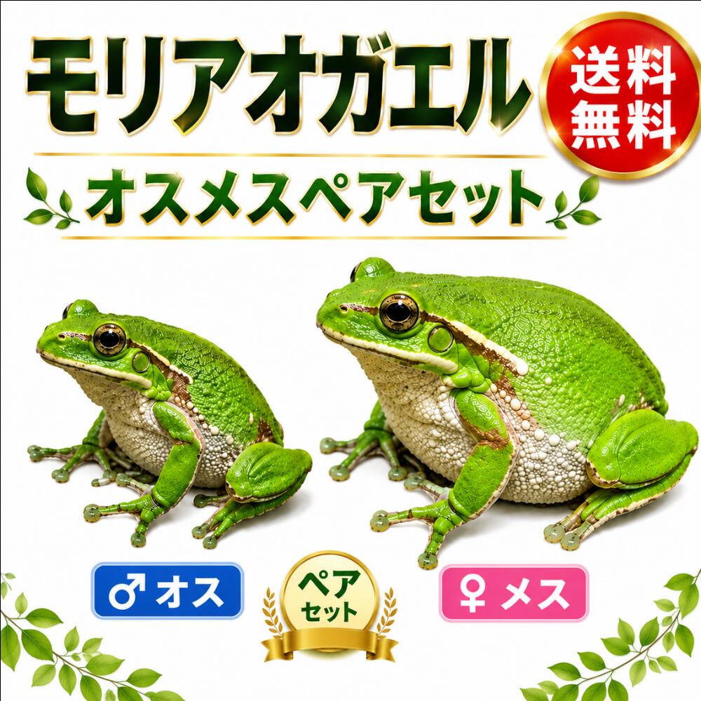 モリアオガエル　オスメス　ペアセット
