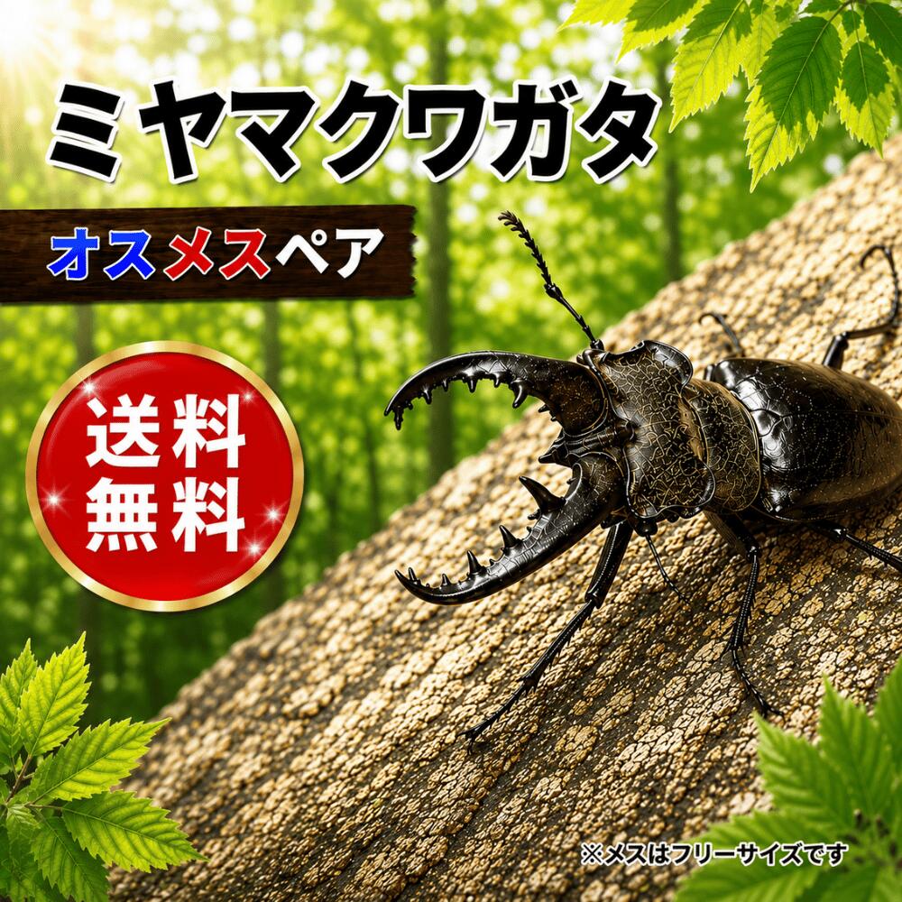 ミヤマクワガタ　Mサイズ　ペア