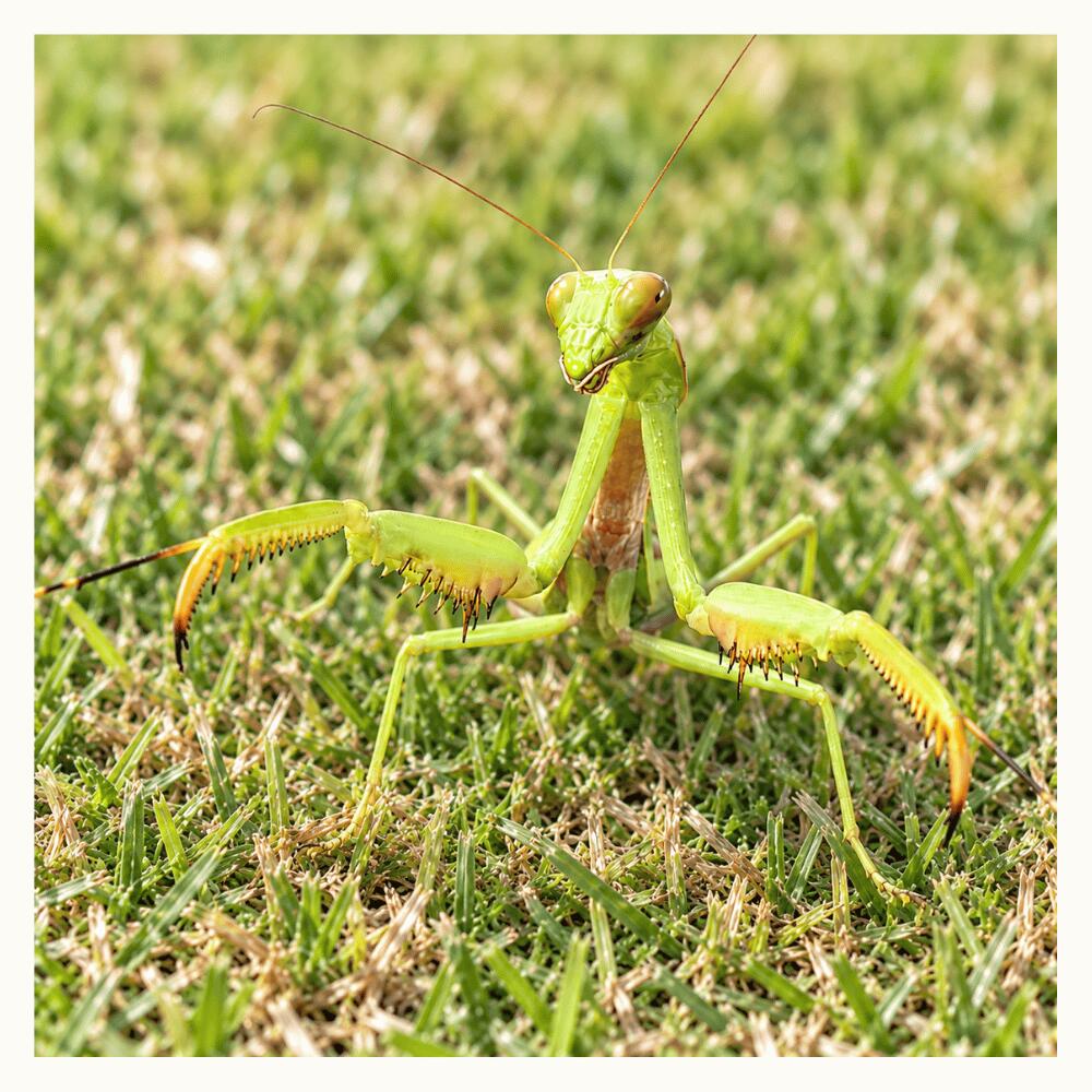 【生体】ムネアカハラビロカマキリ（成虫）　ペア