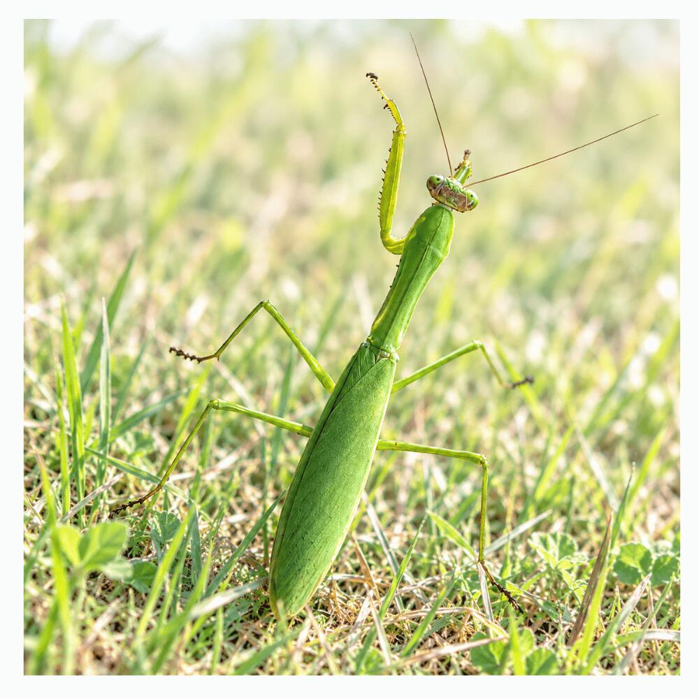 【生体】オオカマキリ(成虫)　緑色　オスメスペア