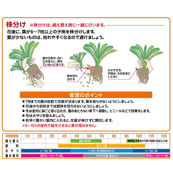 花ごころ クンシランの土 5L×8袋 40L 培養土 有機質配合 君子蘭 クンシラン 専用 ...