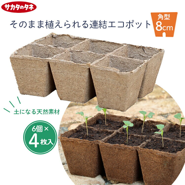 サカタ 育苗ポット 天然素材 角型 ジフィーストリップ 8cm 6個連結×4枚入 (24個分) 種まきポット 苗ポ..