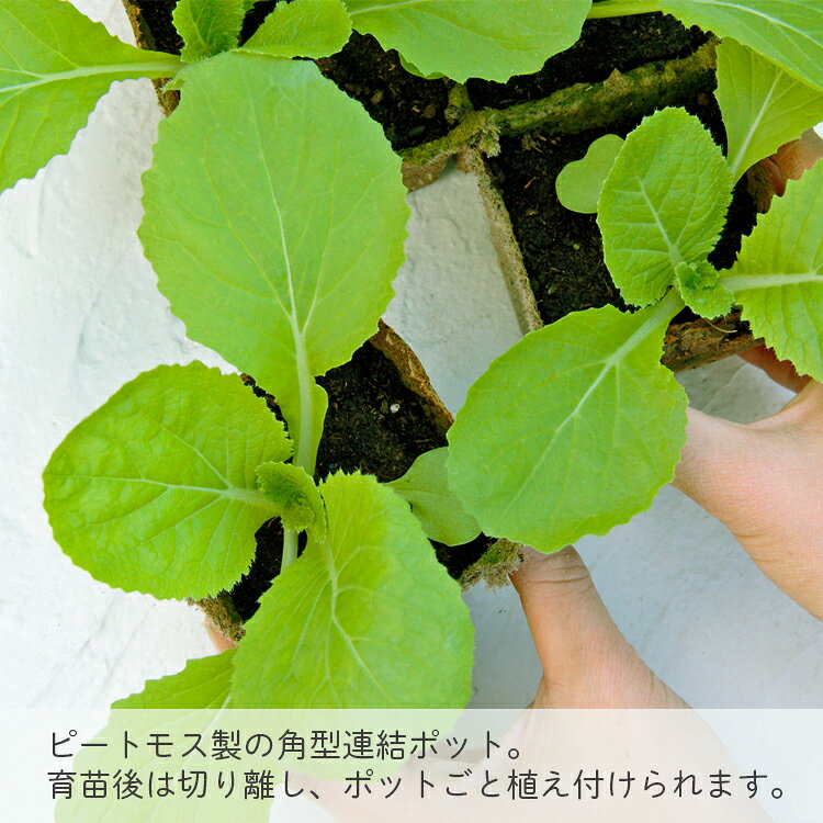 サカタ 育苗ポット 天然素材 角型 ジフィーストリップ 8cm 6個連結×4枚入 (24個分)...