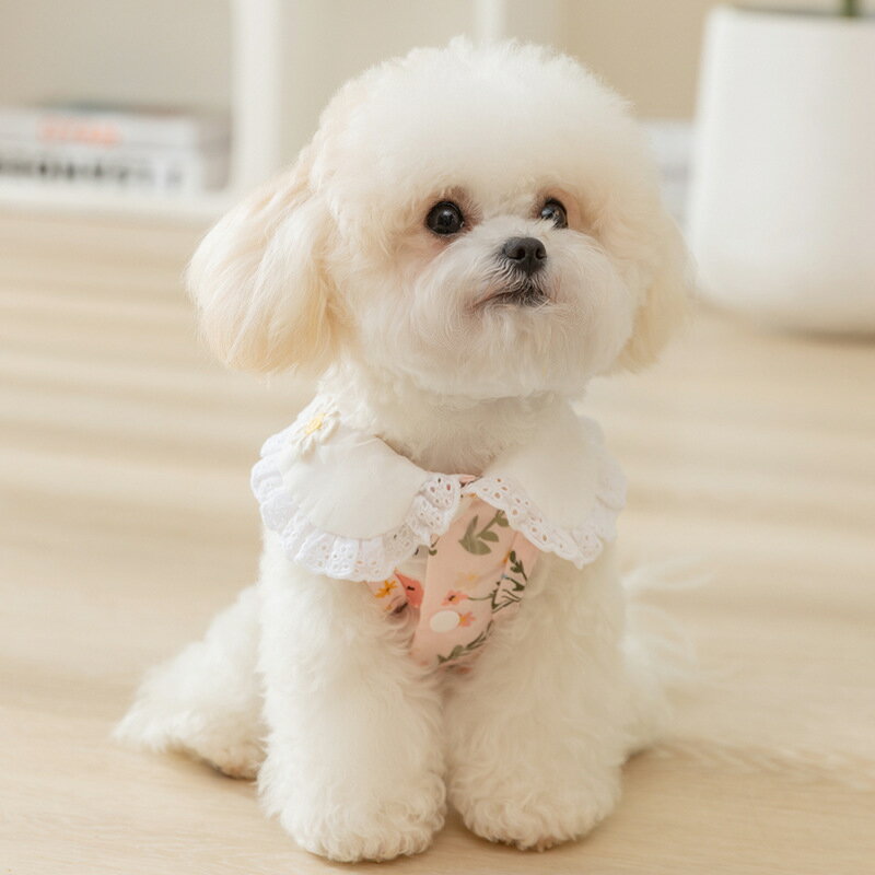 �ڲƤΥڥå����ۥȥ��ס��ɥ롦�ӥ����ե꡼���� �̵���ȴ���٥��� ���������Ⱦ������ǥ����� ��ǭ���ѥ�����٥��ȡ�6������Ÿ����