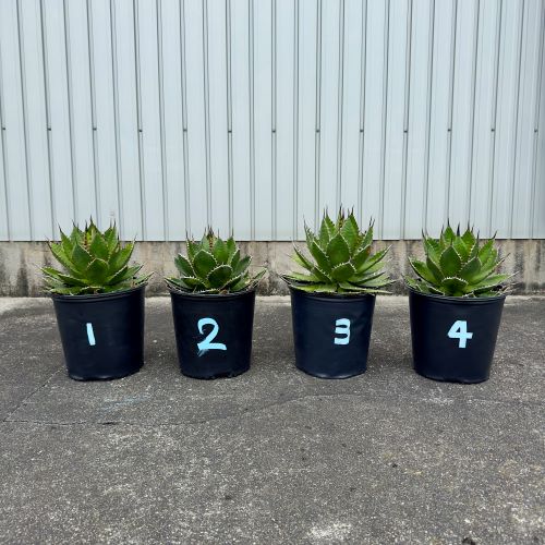 楽天市場】ドライガーデン（種類（植物）アガベ）の通販
