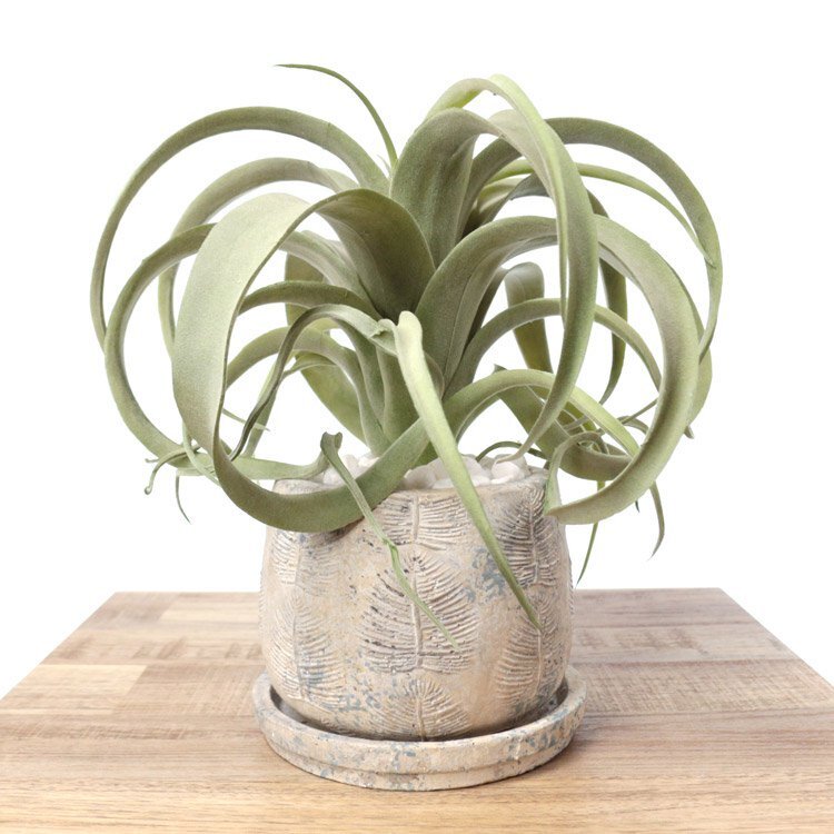 キセログラフィカのコーデポット フェイクグリーン 造花 人工観葉植物 エアプランツ インテリア 無料ギフトサービス 送料無料 おしゃれ 開店祝い 贈り物 ラッピング可能のサムネイル